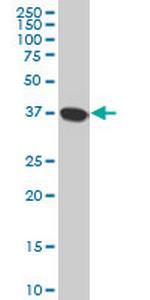 NMI Antibody in Western Blot (WB)