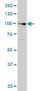 EXO1 Antibody in Western Blot (WB)