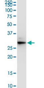 VAPA Antibody in Western Blot (WB)