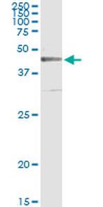 CRLF1 Antibody in Immunoprecipitation (IP)