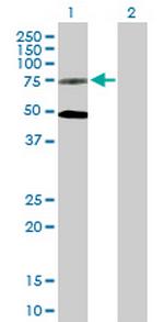 GPR50 Antibody in Western Blot (WB)