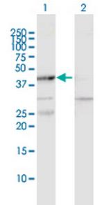 MAPKAPK2 Antibody in Western Blot (WB)