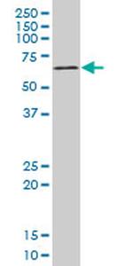 MAPKAPK2 Antibody in Western Blot (WB)