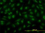 PSCD3 Antibody in Immunocytochemistry (ICC/IF)