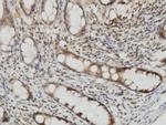 CYTH2 Antibody in Immunohistochemistry (Paraffin) (IHC (P))