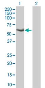 KLF4 Antibody in Western Blot (WB)