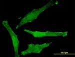 SNAP29 Antibody in Immunocytochemistry (ICC/IF)