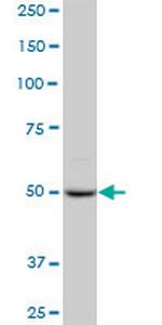 PPIG Antibody in Western Blot (WB)