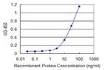 RAB28 Antibody in ELISA (ELISA)