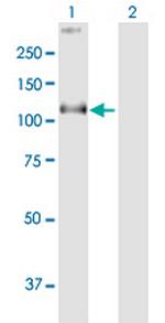 COG1 Antibody in Western Blot (WB)