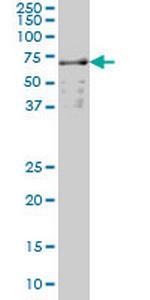 SLC22A13 Antibody in Western Blot (WB)