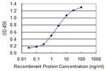 HS6ST1 Antibody in ELISA (ELISA)