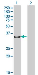 NCR1 Antibody in Western Blot (WB)