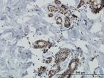 MAP4K4 Antibody in Immunohistochemistry (Paraffin) (IHC (P))