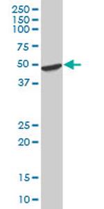 HOMER2 Antibody in Western Blot (WB)