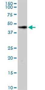 HOMER2 Antibody in Western Blot (WB)