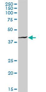 HOMER1 Antibody in Western Blot (WB)