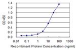 ROCK2 Antibody in ELISA (ELISA)