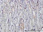 BAG4 Antibody in Immunohistochemistry (Paraffin) (IHC (P))