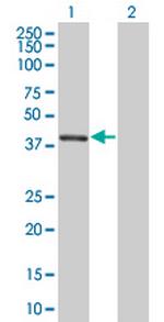 POLR1C Antibody in Western Blot (WB)