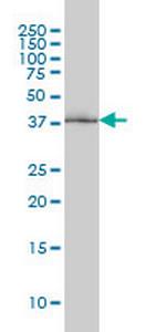 POLR1C Antibody in Western Blot (WB)