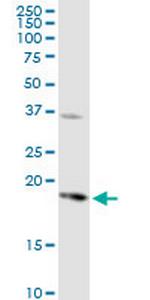 PTGES Antibody in Western Blot (WB)