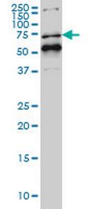 NR1D1 Antibody in Western Blot (WB)