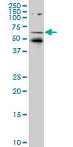 NR1D1 Antibody in Western Blot (WB)