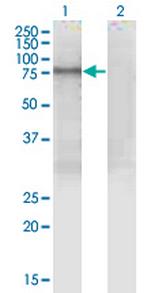 PDIA4 Antibody in Western Blot (WB)