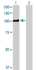 RIN1 Antibody in Western Blot (WB)