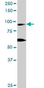 RIN1 Antibody in Western Blot (WB)