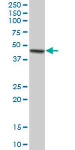 TRAF4 Antibody in Western Blot (WB)