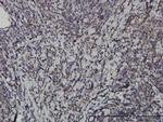 IKBKE Antibody in Immunohistochemistry (Paraffin) (IHC (P))