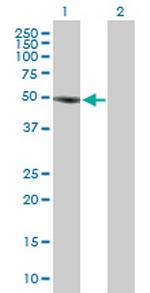 SOCS5 Antibody in Western Blot (WB)