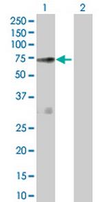 NOS1AP Antibody in Western Blot (WB)