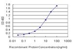 MLL4 Antibody in ELISA (ELISA)