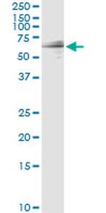 GIT2 Antibody in Immunoprecipitation (IP)