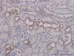 MFN2 Antibody in Immunohistochemistry (Paraffin) (IHC (P))