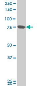 MFN2 Antibody in Western Blot (WB)