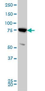 MFN2 Antibody in Western Blot (WB)