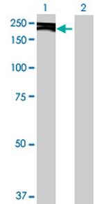 KIF14 Antibody in Western Blot (WB)