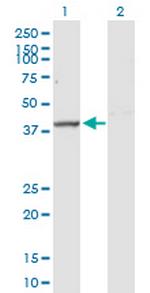 EXOG Antibody in Western Blot (WB)