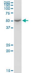 ENDOGL1 Antibody in Western Blot (WB)