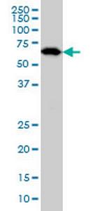 OXSR1 Antibody in Western Blot (WB)