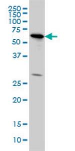 OXSR1 Antibody in Western Blot (WB)