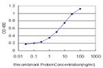 OXSR1 Antibody in ELISA (ELISA)