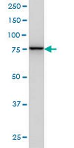 GOLGA5 Antibody in Western Blot (WB)