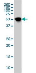 NR1H4 Antibody in Western Blot (WB)