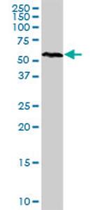 NR1D2 Antibody in Western Blot (WB)