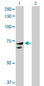 NR1D2 Antibody in Western Blot (WB)